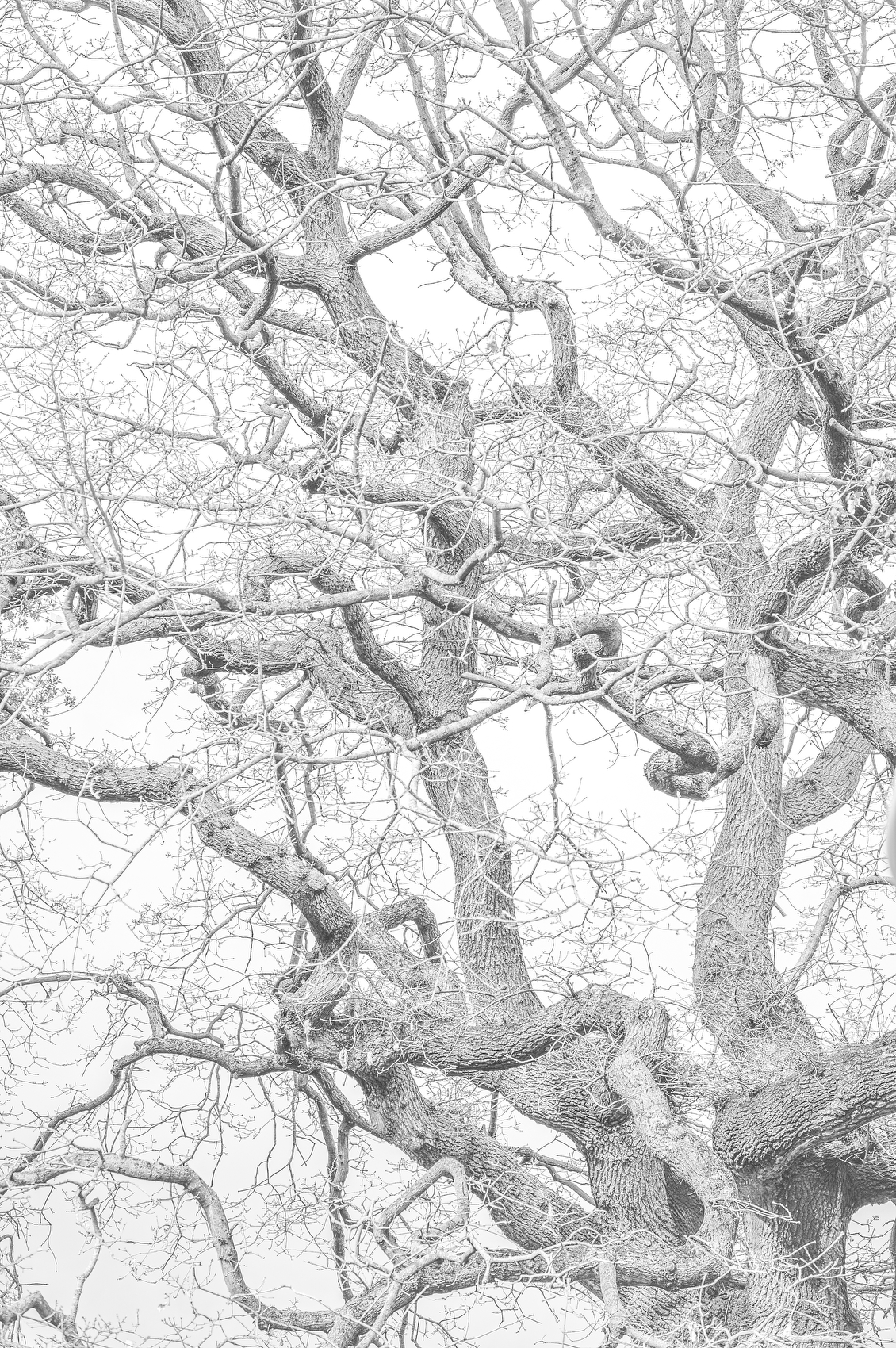 Detailed black and white photograph of bare tree branches with intricate bark texture and tangled limbs against a light sky.
