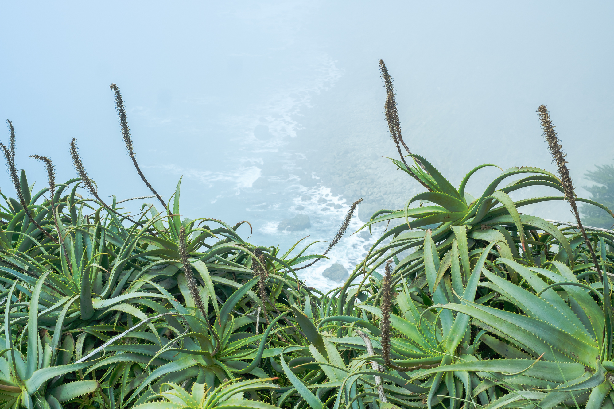 Close-up of spiky green agave plants with serrated leaves against a misty coastal seascape backdrop.