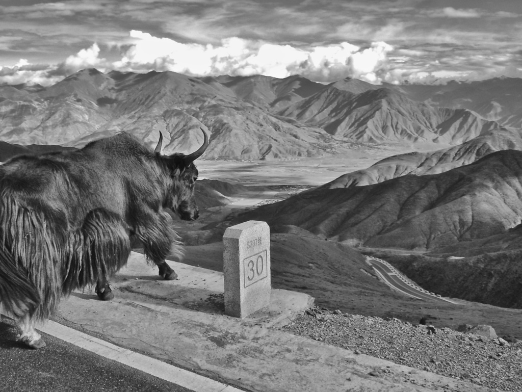 Black and white photograph of a yak standing on a mountain pass with a numbered marker, overlooking vast Himalayan peaks and valley below.