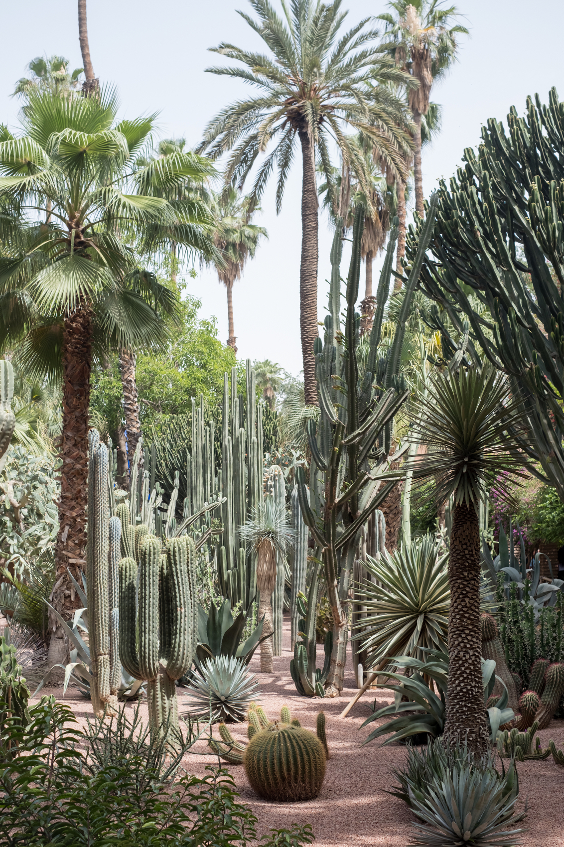 A lush desert garden pathway lined with towering cacti, agave plants, and date palms under clear sky.