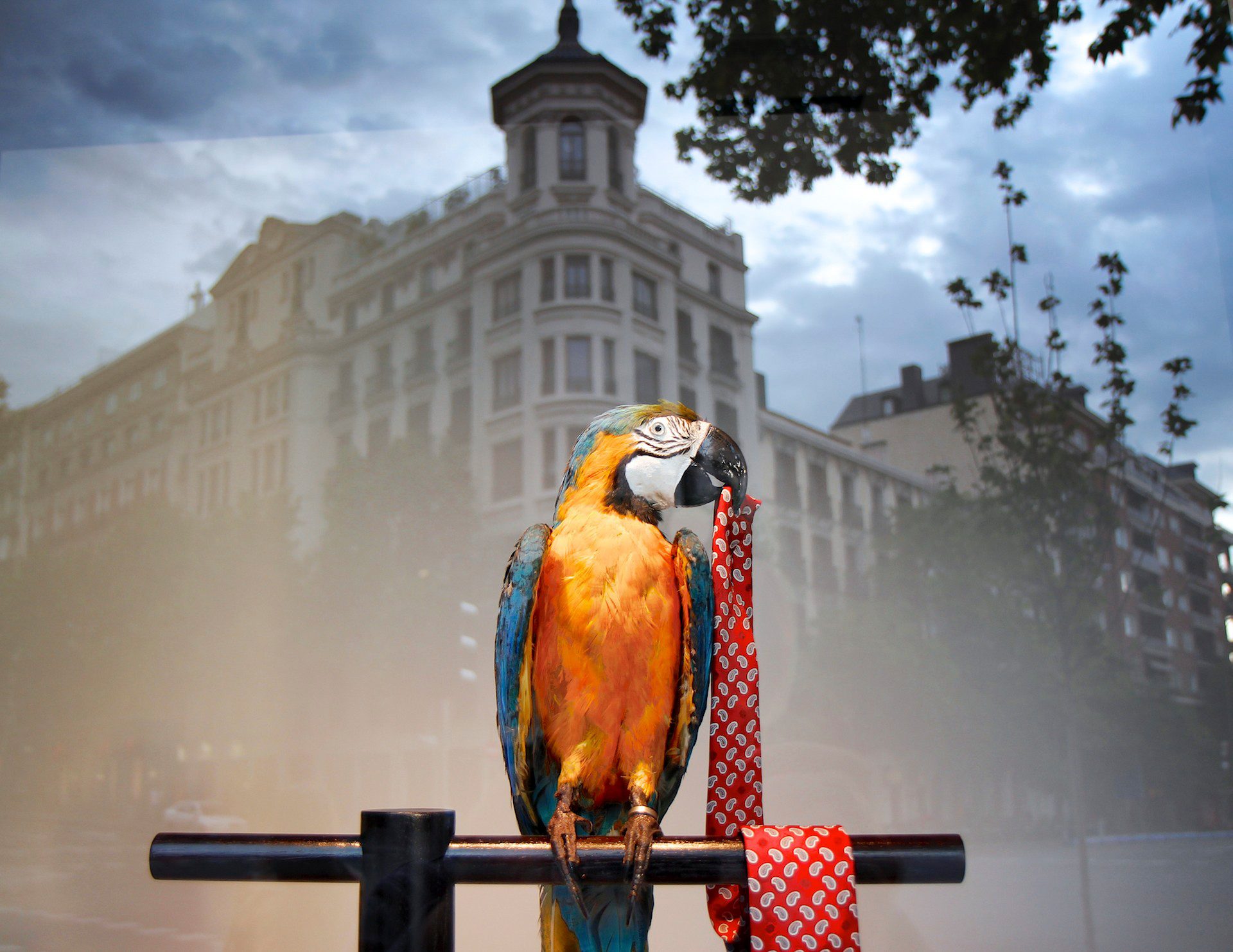 A colorful macaw perches on a wooden bar in front of an urban cityscape with historic buildings and cloudy sky.